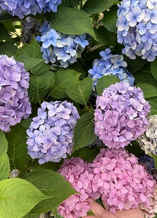 Продаю красунечку гортензію хамелеон🌸🌸🌸