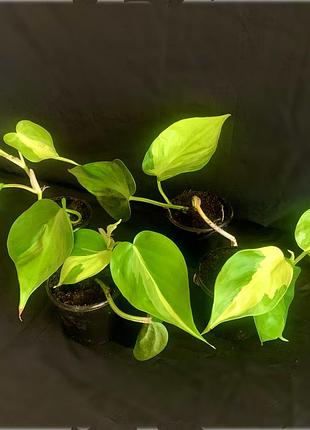 Філодендрон scandens brasil 2