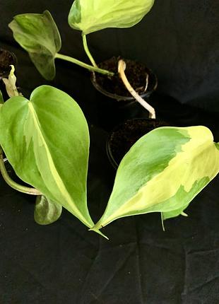 Філодендрон scandens brasil 3