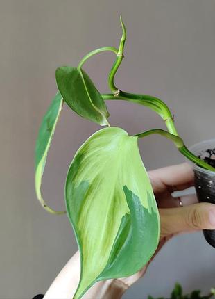 Филодендрон сканденс бразил - scandens вrasil