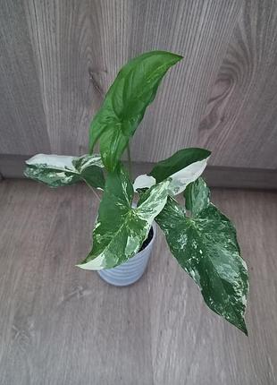 Сингоніум 'imperial white
