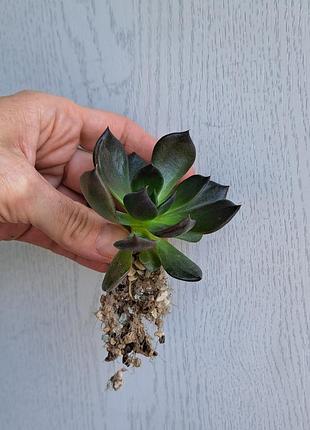 Молоді 1,5 річні сортові ехеверії чорний принц, echeveria black prince