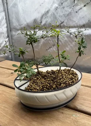 Самополивной горшок для бонсай