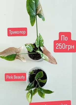 Сортові сингоніум pink beauty триколор