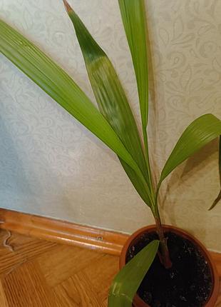 Продам саженцы веерной пальмы, произрастает до 2 метров. 300 грн.