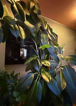 Фикус каучуконосный 3