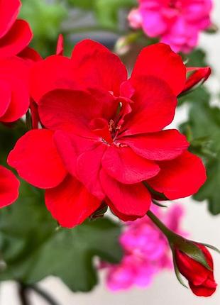 Пеларгонія