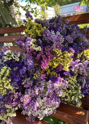 Кермек, статиця / 2025 року