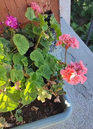 Пеларгонія різні кольори