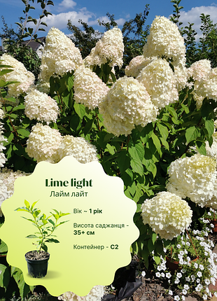 Роскошная гортензия властистая лайм лайт (limelight), с2