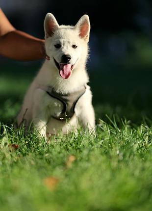 Хлопчик породи помскі, рідкісна порода виведена в сша метис шпіца і хаскі нещодавно завезена в україну, звертайтеся за телефоном 0966510530.