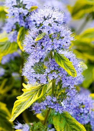 Кариоптерис "summer sorbet" (caryopteris x clandonensis'summer sorbet')