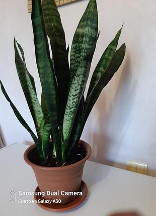 Сансивиерия густая вечнозеленая.