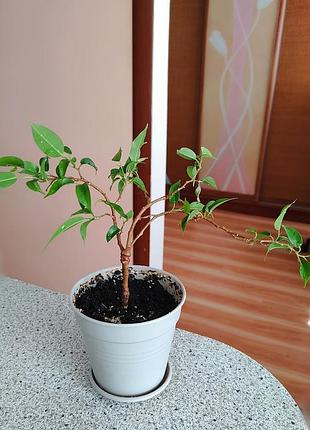 Фикус бенджамина бонсай 3