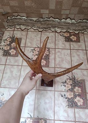 Рога оленя оленьи рога 2