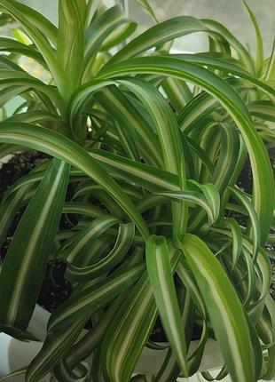 Цветок хлорофитум бонни (курявый)