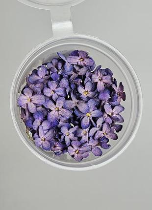 Бузок фарбований фіолетовий об'ємна сушка сухоцвіт набір номер 5