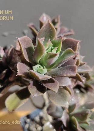 Сукуленти еоніум - aeonium decorum