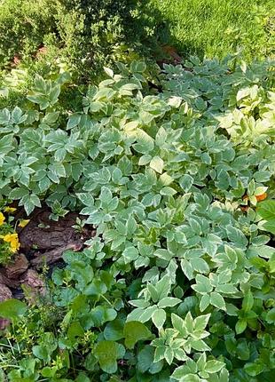 Аегоподіум подагричний (aegopodium podagraria ‘variegatum’)