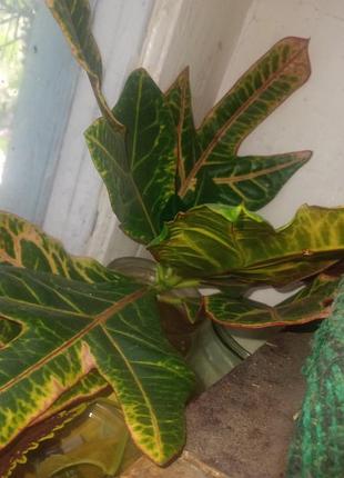 Кротон кодиум