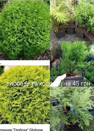 Туя шарообразная боярышка и хоссери