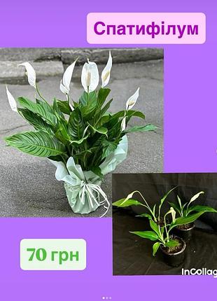 Спатифилум - женское счастье