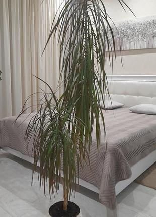 Шикарна драцена 1,7 м керамічний горщик
