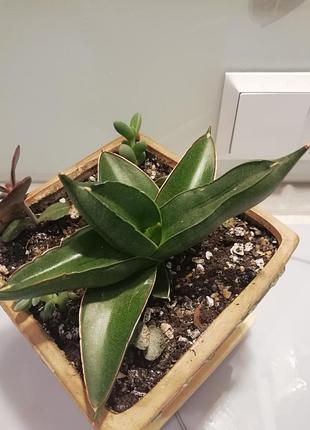 Сансивиерия эрэнберга самурай (ansevieria ehrenbergii samurai)