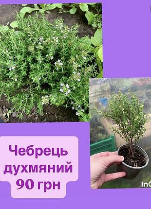 Чебрець духмяний