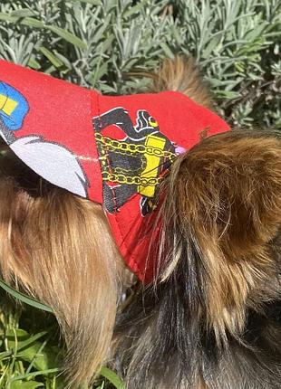 Літні кепки для тварин