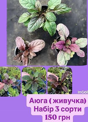 Аюга, живучка, набір 3 сорти