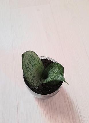 Сансевієрія хані кімнатна рослина сансевиерия