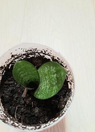 Сансевієрія хані кімнатна рослина сансевиерия