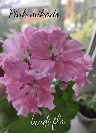 Королевська пеларгонія pink mikado