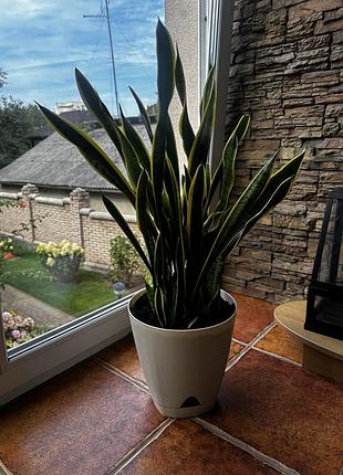 Сансівієрія