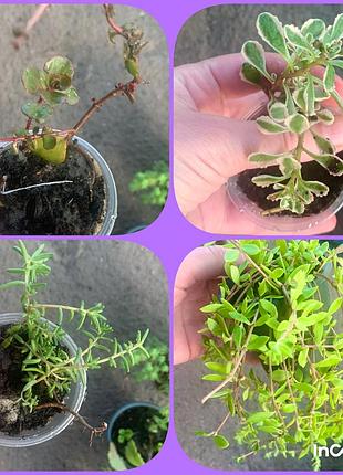 Набір седумів, очітків 8 сортів 2