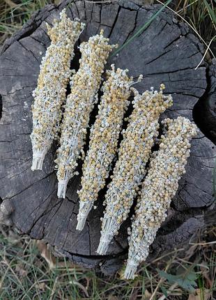 Полень горький, 2025, скрутки для окурки, artemisia absinthium