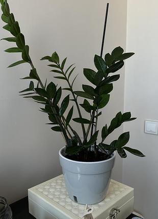 Продам кімнатну рослину заміокулькас (доларове дерево)