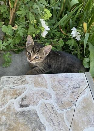 Котик , котенята