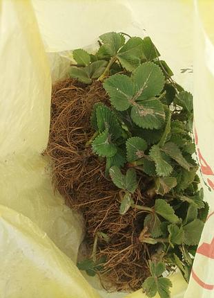 Продам саджанці полуниці 2