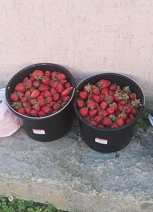 Продам саджанці полуниці