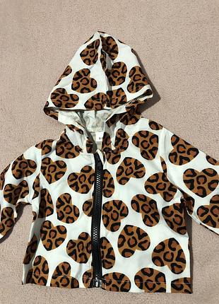 Легенька вітровка