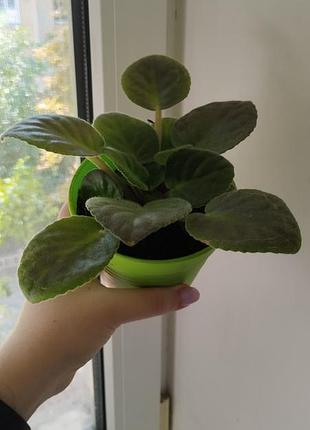 Фіалка, кімнатна рослина з блідо-фіолетовими квітами