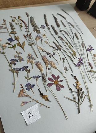 Сушені квіти, сухоцвіт, гербарій