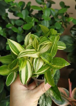 Традесканція yellow hill