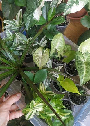 Кімнатні рослини фікус, традесканція, епіпремнум, драцена, сингоніуми,пеперомія