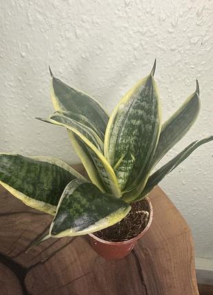 Каланхоє міні, kalanchoe greta