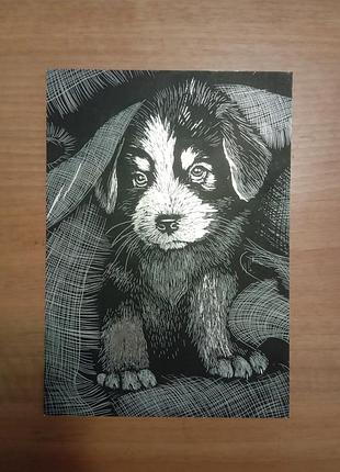 Гравюра цуценя