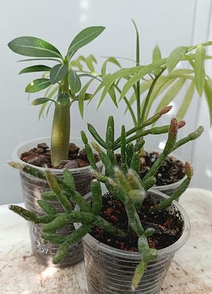 Набор: адениум, хамедорея и рипсалис