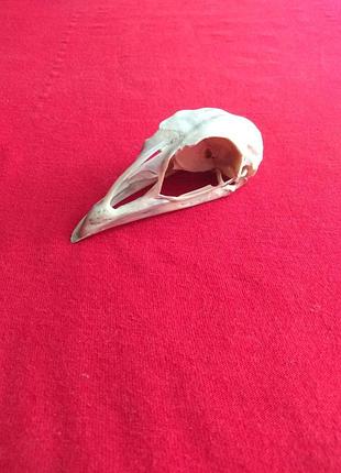 Череп индейка